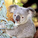 Perth Zoo General Entry Ticket and Sightseeing Cruise