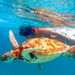 Akumal Bay and Yal Ku Lagoon Snorkel and Sea Turtle Adventure