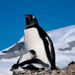 Penguin Sanctuary and Otway Sound