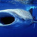 Mexican Whale Shark Snorkel Adventure