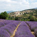 Provence Lavender Small Group Half-Day Trip
