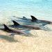 4-Day Monkey Mia Dolphins and Sand Boarding 4WD Adventure from Perth