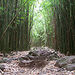 Bamboo Forest Hiking Trek