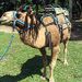 Camel Ride and Plantation Tour