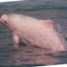 Hong Kong Pink Dolphin Watching Cruise