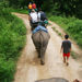 Elephant Ride and Jungle Trek Half-Day Tour from Pattaya
