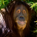 Singapore Zoo Morning Tour with optional Jungle Breakfast amongst Orangutans