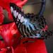 Penang Butterfly Farm and Botanical Garden Tour