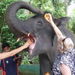 Private Tour: Elephant Orphanage Sanctuary Day Tour from Kuala Lumpur
