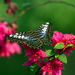 Private Tour: Kuala Lumpur Nature In The City Morning Tour including Butterfly Park