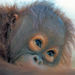 Semenggok Orangutan Rehabilitation Centre Tour from Kuching