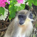 Touch of Barbados Splendor and Wildlife Reserve Tour