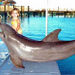 Combination Dolphin, Shark and Stingray Encounter