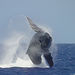 Oahu Premier Whale Watching Cruise