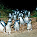 Phillip Island Ultimate Penguin Eco Tour or Skybox Experience