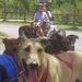 Jamaican Dogsled Tour