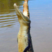 Darwin Jumping Crocodiles Cruise on Adelaide River