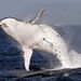 Whale Watching and Surfers Paradise Day Trip from Brisbane