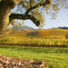 Small-Group Napa and Sonoma Wine Country Tour with Lunch