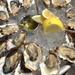 Marin County Oyster Farm Tour and Tasting