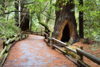 San Francisco Super Saver: Muir Woods and Wine Country Tour