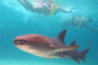 Marinarium Shark and Ray Experience