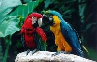 Iguassu Falls Bird Park General Admission Ticket and Tour