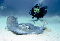 Grand Cayman Stingray City Dive