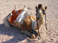 Camel Safari with Optional Bedouin Dinner