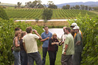 Yarra Valley Wine and Winery Tour from Melbourne