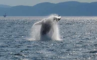 Rivière-du-Loup Day Trip and Whale-Watching Cruise from Montreal