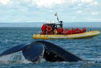 Full-Day Whale Watching Cruise from Quebec