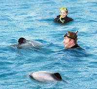 Swimming with Dolphins in Akaroa