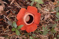 Rafflesia Flower and Gunung Gading National Park Safari from Kuching