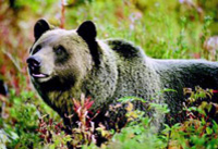 Discover Grizzly Bears from Banff