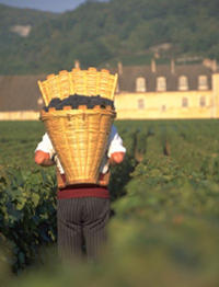 Wine Tasting - Cote de Nuits Region with Two Cellar Visits