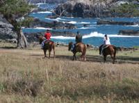 Maui Horseback-Riding Tour with Optional BBQ Lunch