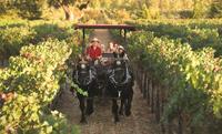 Wine Tasting Tour by Horse & Carriage