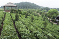 4-Day Hangzhou Private Tour: West Lake and Longjing Tea Plantation