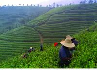 Experience Chengdu: Private Tea-Making Tour of Mengdingshan Tea Plantation