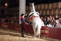 Jerez and Cadiz Day Trip from Costa del Sol with Winery Tour, Andalusian Horse Show and Sightseeing