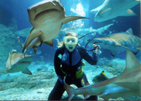 Sunshine Coast Underwater World SEA LIFE Aquarium Entrance Ticket with Shark Dive Xtreme