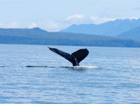 Sitka Whale-Watching and Marine Life Tour