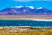 Atacama Salt Flat Day Trip from San Pedro de Atacama including Los Flamencos National Reserve and So