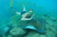 Snorkel with Stingrays and Feed the Sharks at Curacao Sea Aquarium