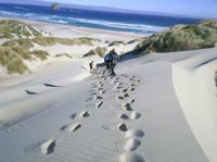 Otago Peninsula  Guided Coastal Walk Including the Chasm and Lover's Leap
