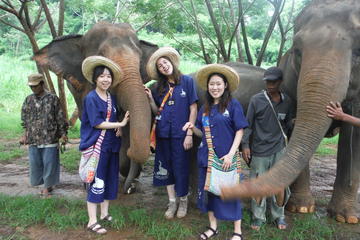 Elephant's Heaven: Half-Day Elephant Experience at Baanchang Elephant Park in Chiang Mai