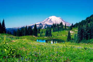 Mt Rainier Day Tour from Seattle