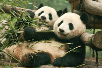 Chengdu Full-Day Tour: Panda Breeding Center and Sanxingdui Museum