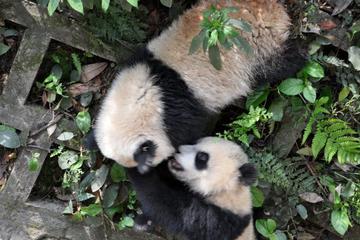 5-Day Giant Panda Experience at Ya'an Bifengxia Panda Base from Chengdu